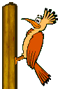 woodpecker animation