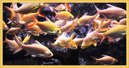school of fish picture