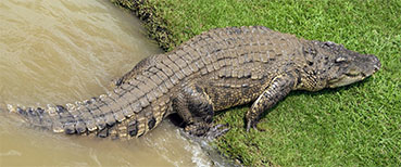 alligator on the bank