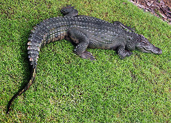 alligator in the grass