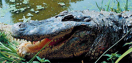 alligator pond