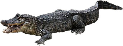 alligator with open mouth