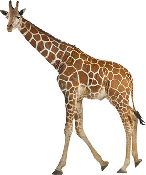 giraffe
