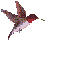 hummingbird