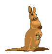 kangaroo