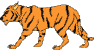 tiger animation