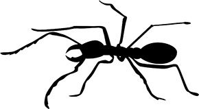 black ant