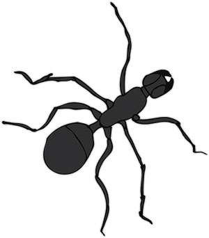 single black ant