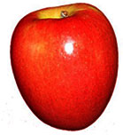 single red apple