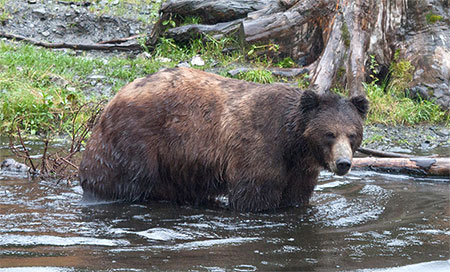 brown bear in the water