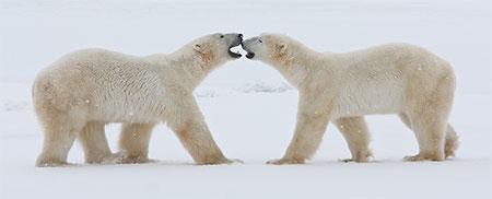 polar bears