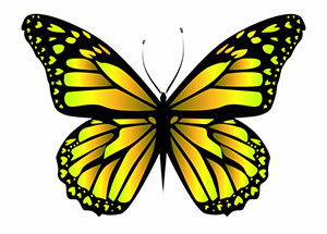 Free Butterfly Graphics - Images of Butterflies - Animations - Clipart