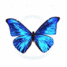 blue butterfly animated