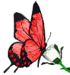 animated butterfly feeding