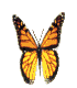 flying butterfly