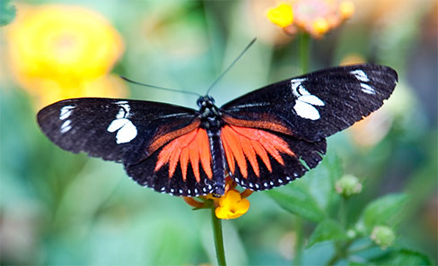 butterfly on flower