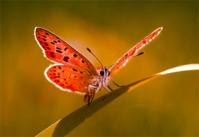 butterfly sitting photo