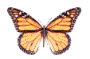 troubled butterfly