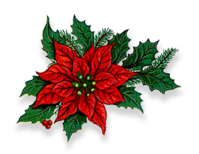 Christmas flower