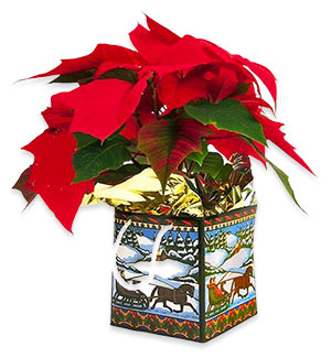 poinsettias