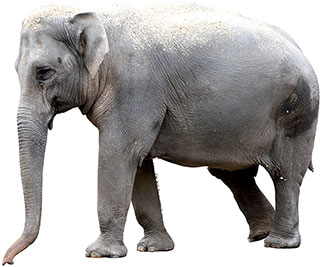 standing elephant image