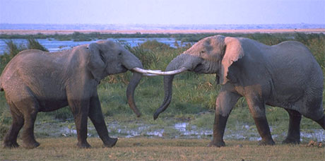 fighting elephants
