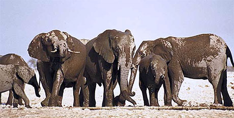 muddy elephants