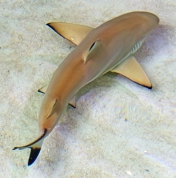 shark