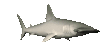 grey shark