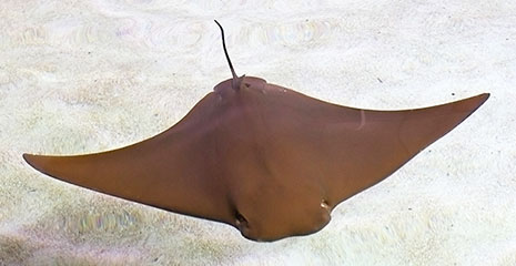 stingray picture