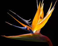 bird of paradise