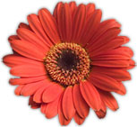 Gerbera flower