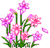 pink animated flowers