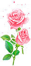 two beautiful roses