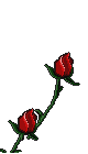 animated red roses