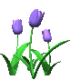 tulips animated