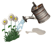 watering flowers