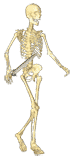 skeleton walking animated
