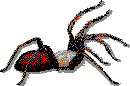 spider