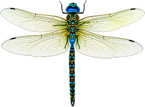 dragonfly