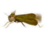 animated flying bug