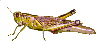 grasshopper