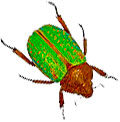 green beetle