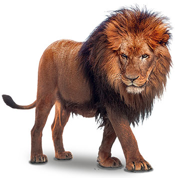 male lion