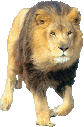 male lion walking