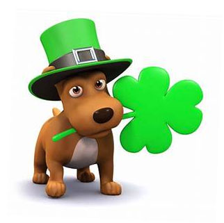 Irish dog